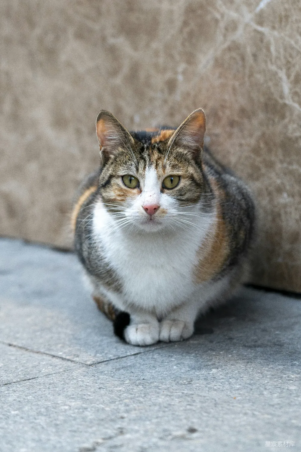 高清摄影 猫 户外 宠物 三色猫 可爱 户外的三色猫