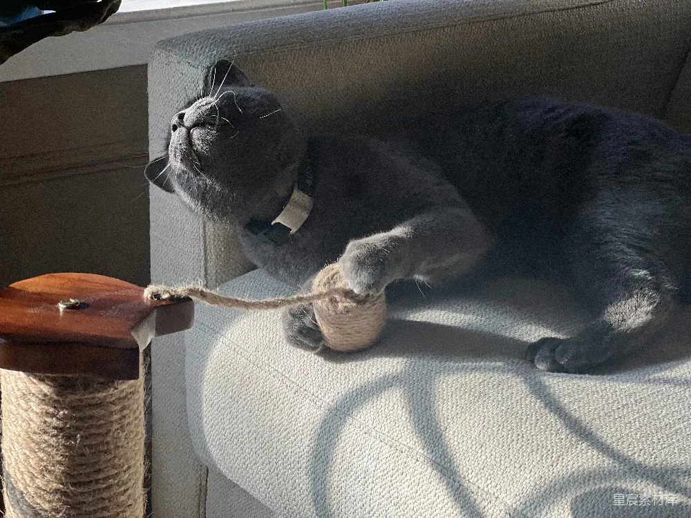 高清摄影 猫咪 宠物 生活 休闲 家庭 慵懒的猫咪与猫抓柱