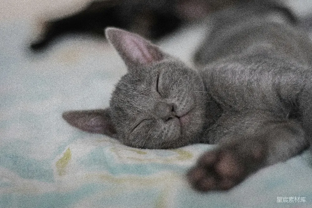 高清摄影 猫 睡眠 可爱 宠物 家庭 小猫的午睡时光