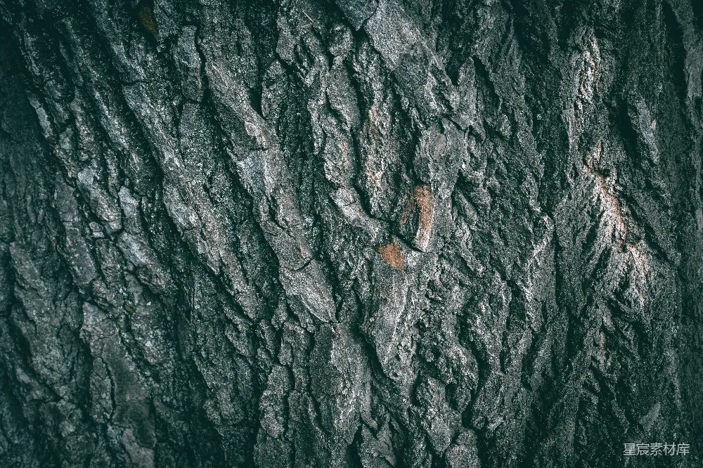 高清摄影 树皮 自然 纹理 背景 细节 树皮纹理