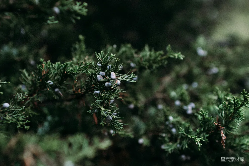 高清摄影 自然 植物 浆果 松树 宁静 松树上的蓝色浆果