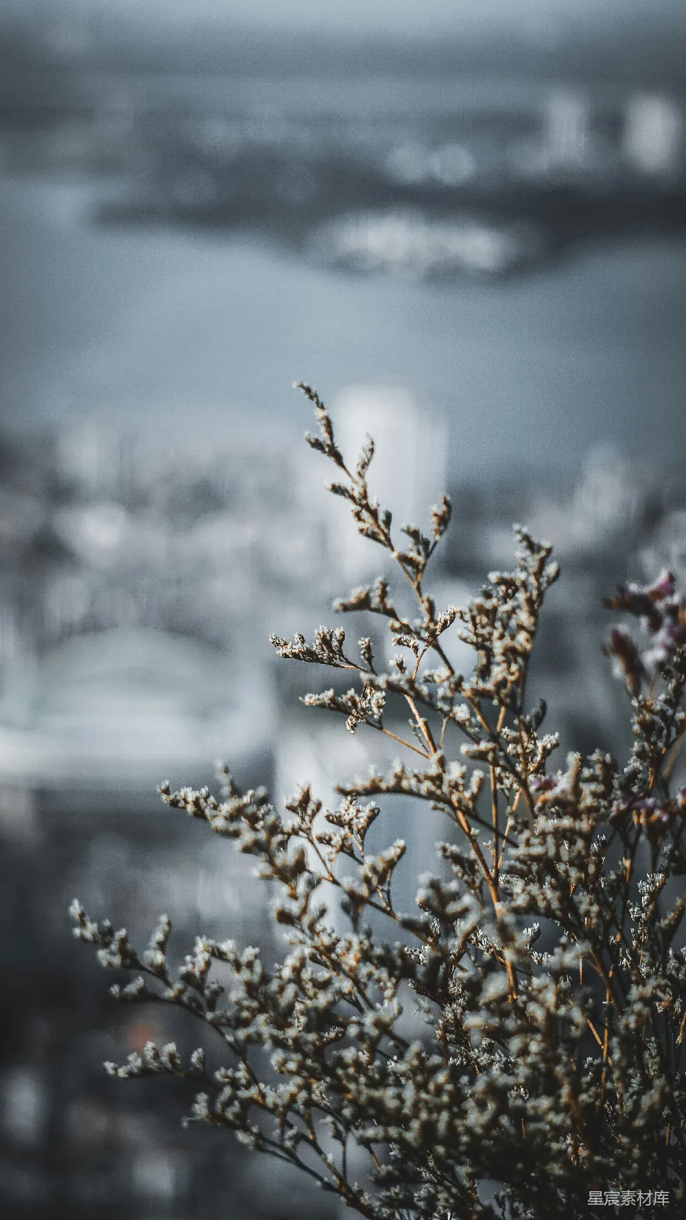 高清摄影 冬季 自然 植物 雪景 宁静 冬日霜花