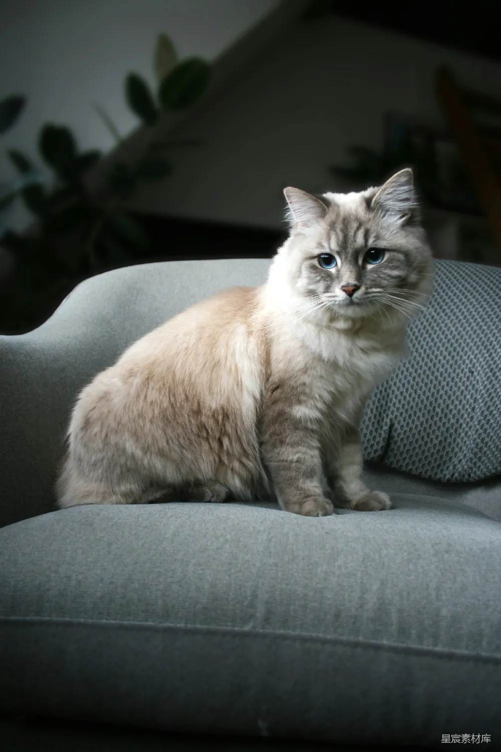 高清摄影 猫咪 宠物 优雅 室内 可爱 蓝眼睛的波斯猫