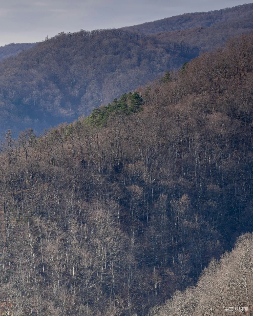 高清摄影 森林 冬季 自然景观 宁静 户外 冬季森林的静谧之美