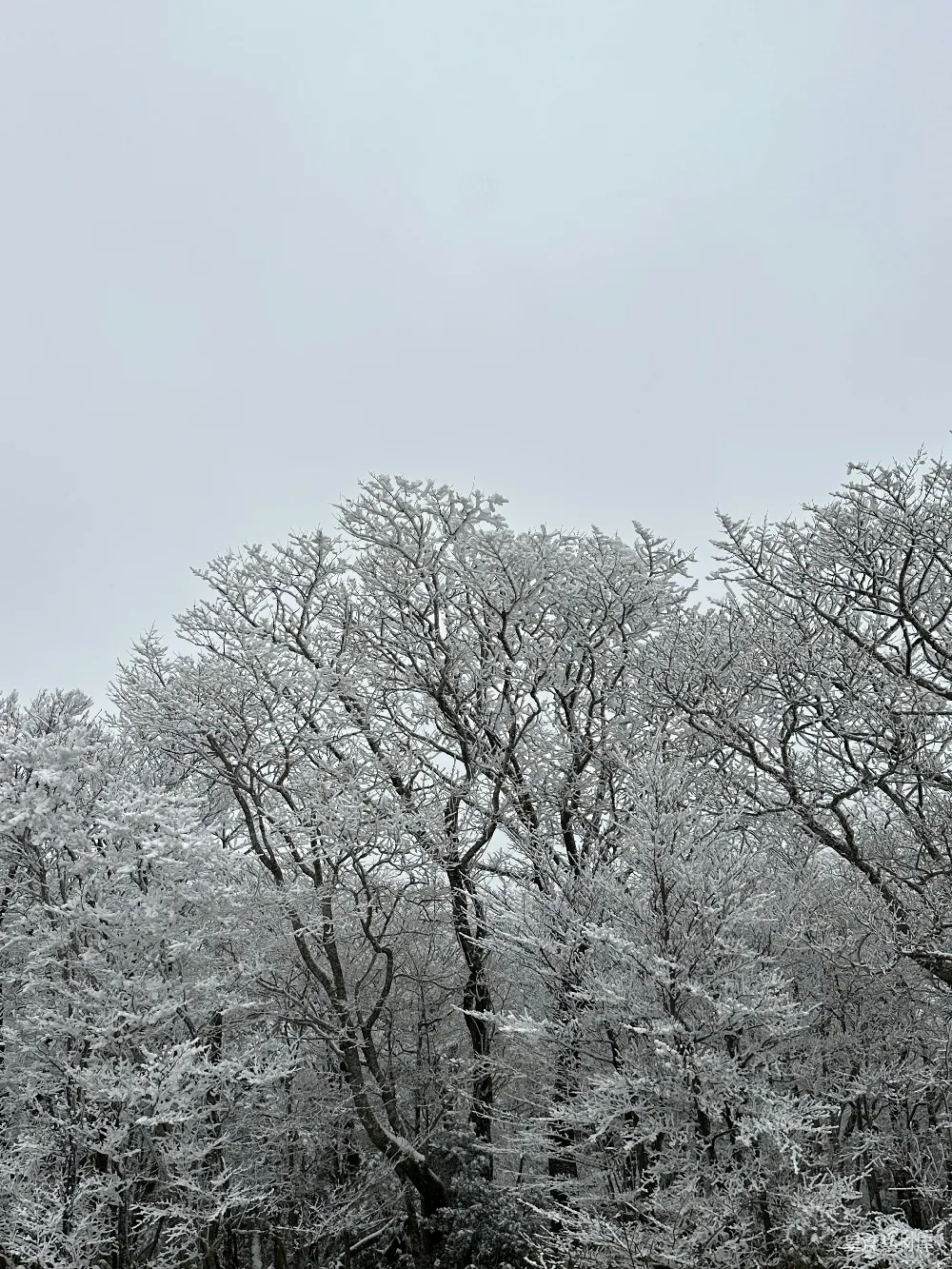 高清摄影 冬季 自然 风景 雪景 静谧 雪后森林