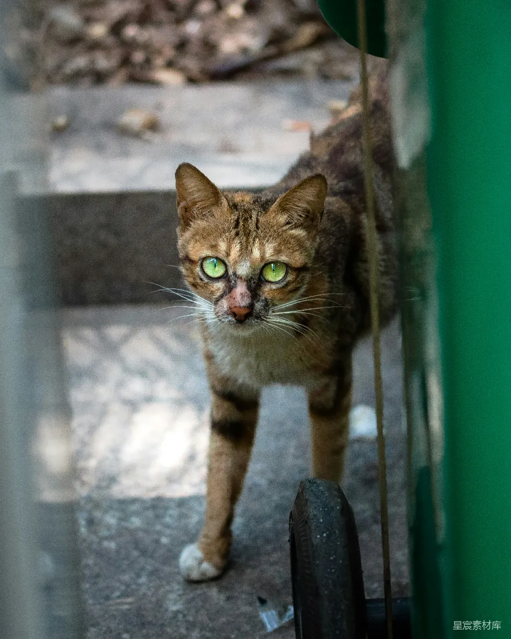 高清摄影 猫咪 绿眼 街头 动物 自然 绿眼小猫的凝视