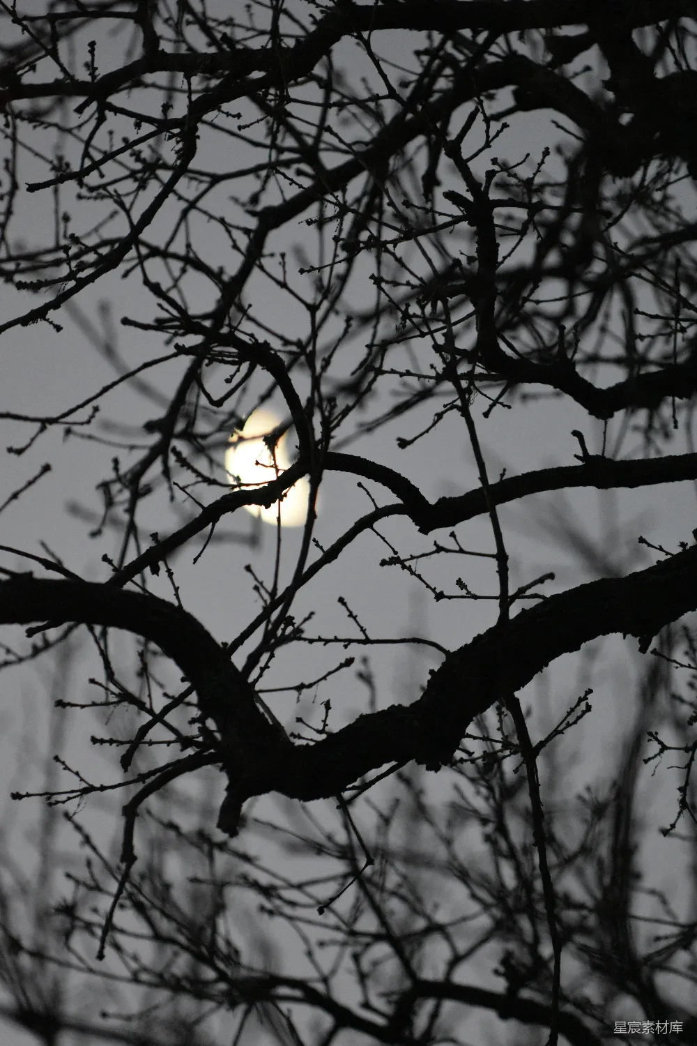 高清摄影 自然 月光 树枝 宁静 夜晚 月光下的树枝剪影