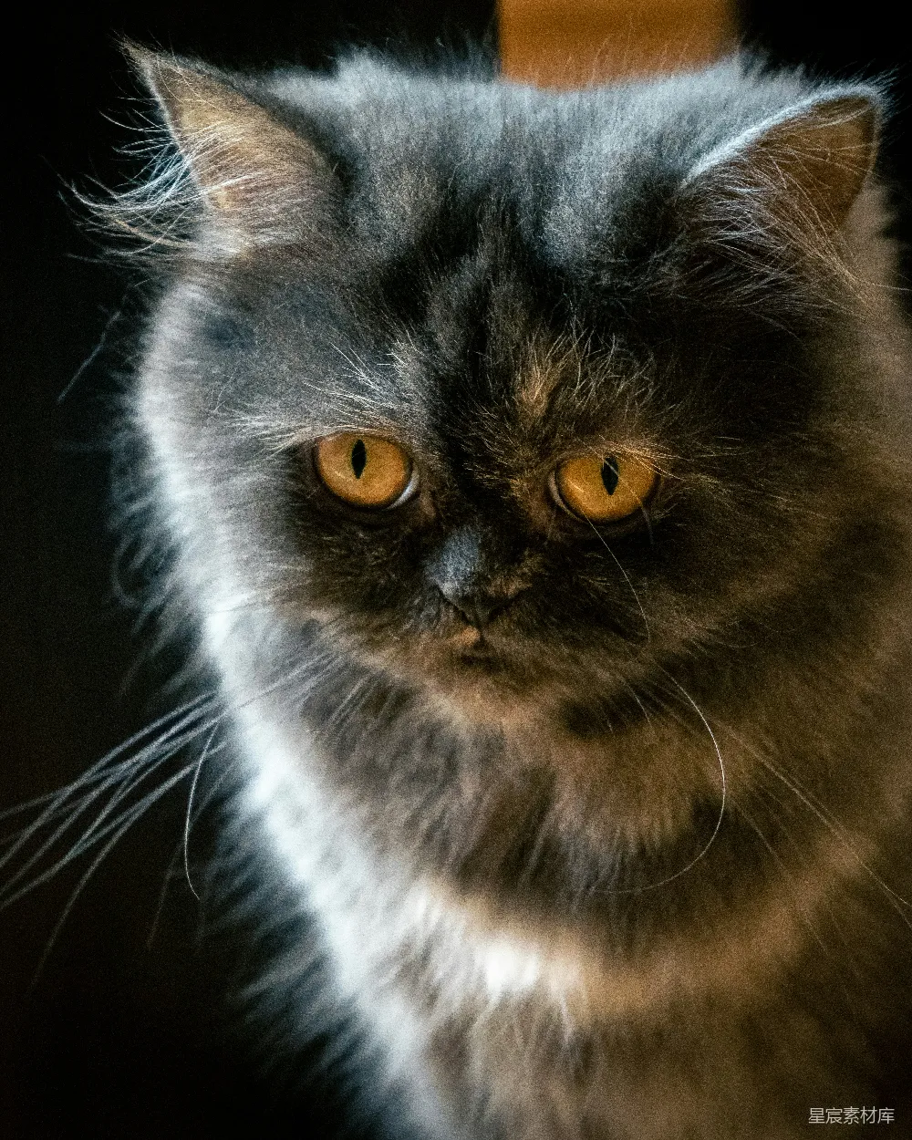 高清摄影 黑猫 猫咪 摄影 特写 动物 神秘的黑猫