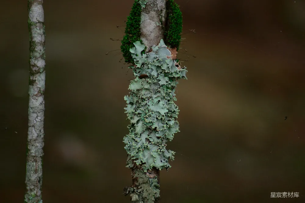 高清摄影 苔藓 自然 森林 生态 细节 苔藓覆盖的树枝