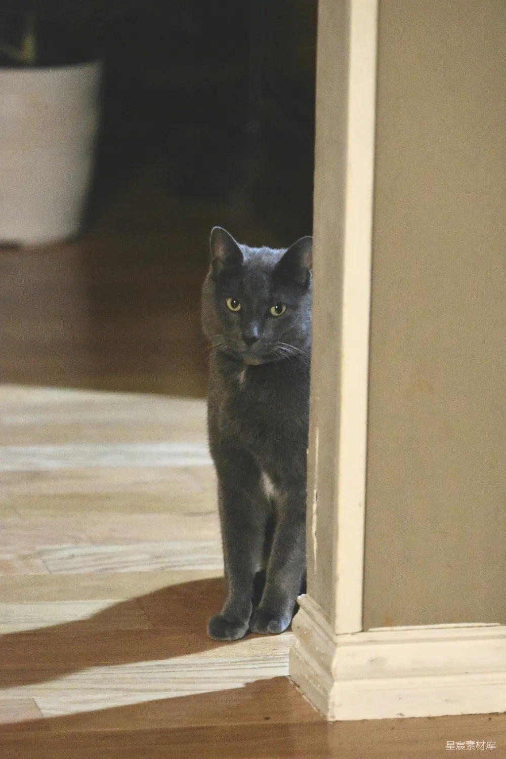 高清摄影 猫 宠物 门口 特写 家庭 猫在门口的特写