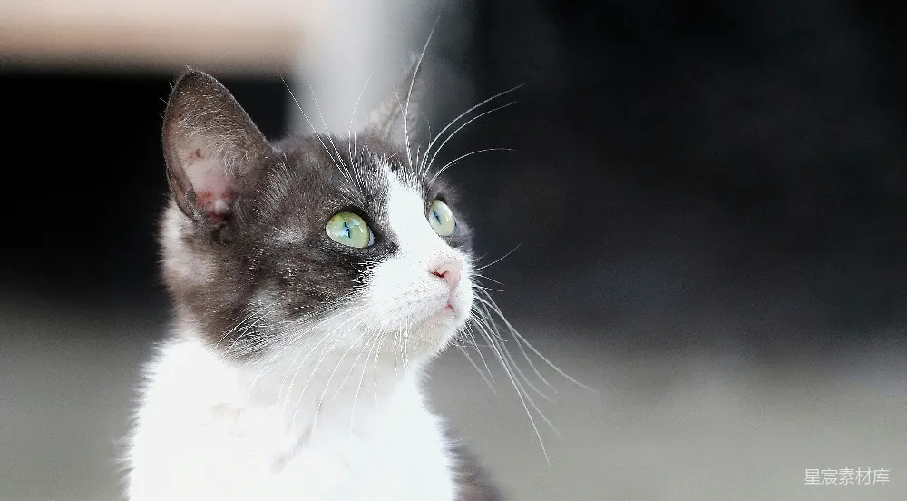 高清摄影 猫 动物 特写 自然 可爱 黑白相间的猫头特写