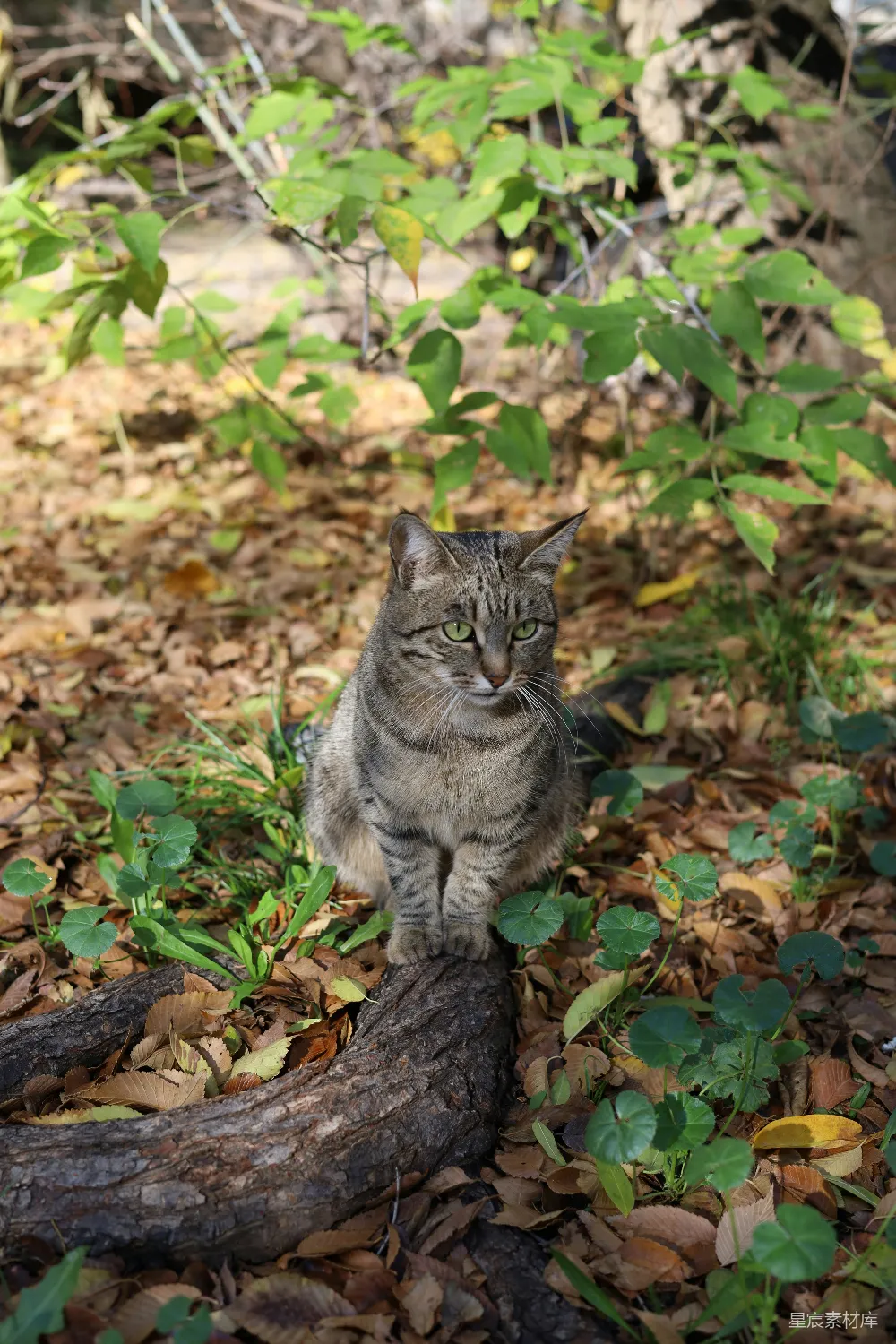 高清摄影 猫 自然 户外 秋天 动物 林间的小猫