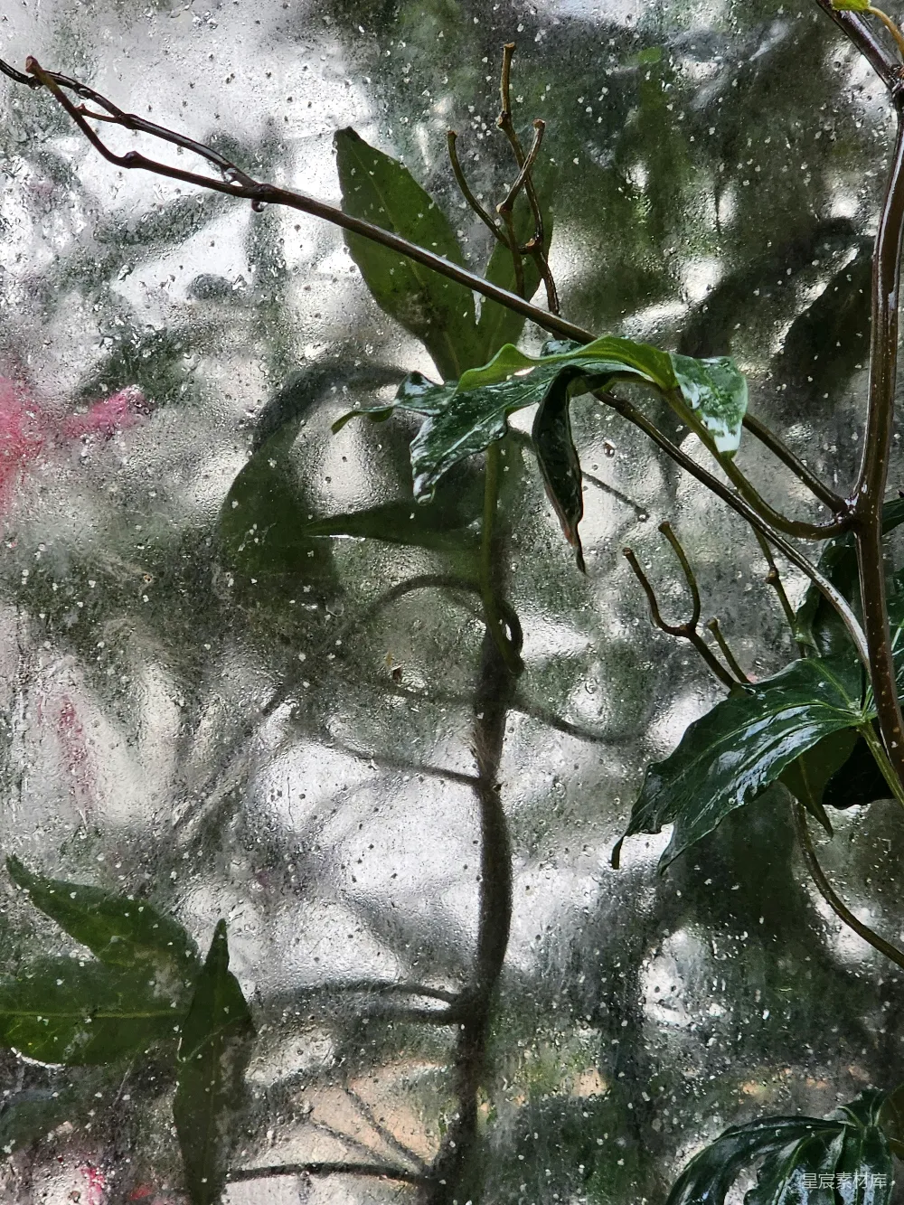 高清摄影 植物 雕塑 雨后 窗户 自然 雨后窗棂上的植物与雕塑
