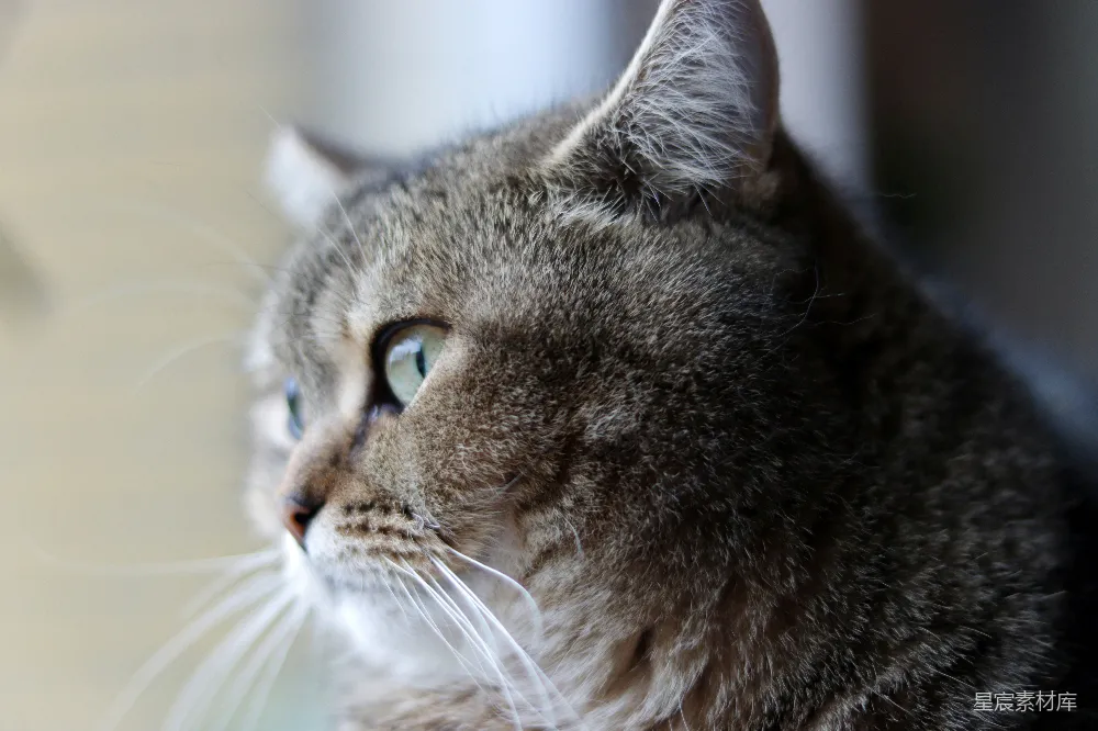 高清摄影 猫 特写 自然光线 宁静 萌宠 凝视窗外的猫