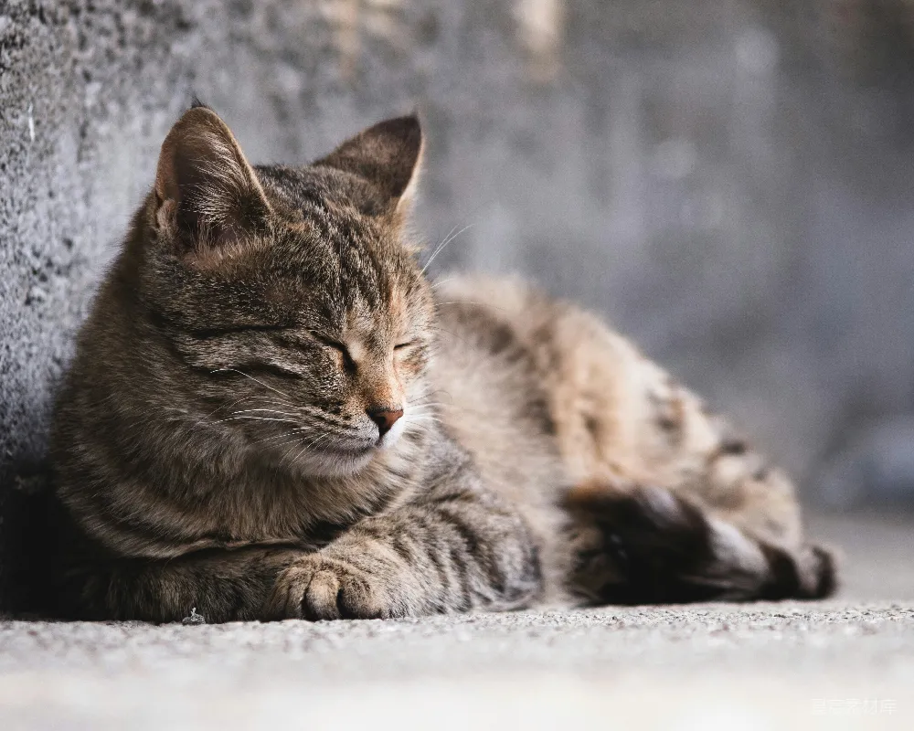 高清摄影 猫 宁静 自然 动物 生活 猫憩