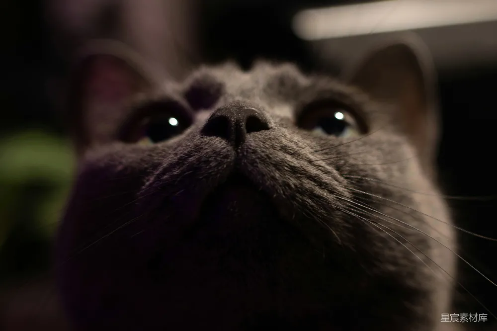 高清摄影 猫咪 特写 眼睛 绒毛 可爱 猫咪特写：明亮的眼睛与细腻的绒毛