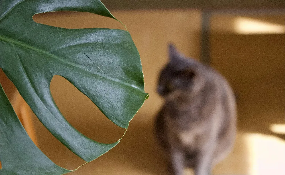 高清摄影 植物 猫咪 室内 自然 温馨 植物与猫的和谐生活