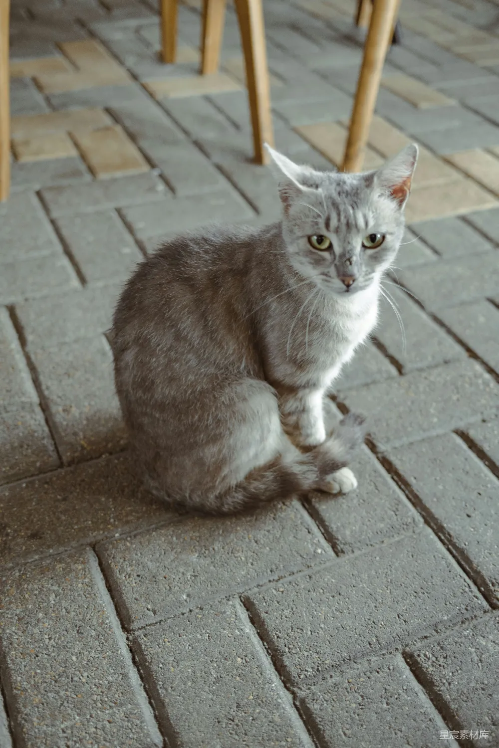 高清摄影 猫 宠物 街头 动物 自然 街头的猫