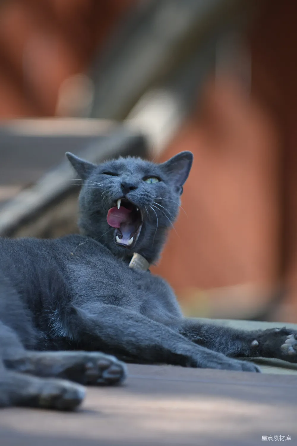 高清摄影 猫咪 打哈欠 动物 宠物 灰色猫咪打哈欠