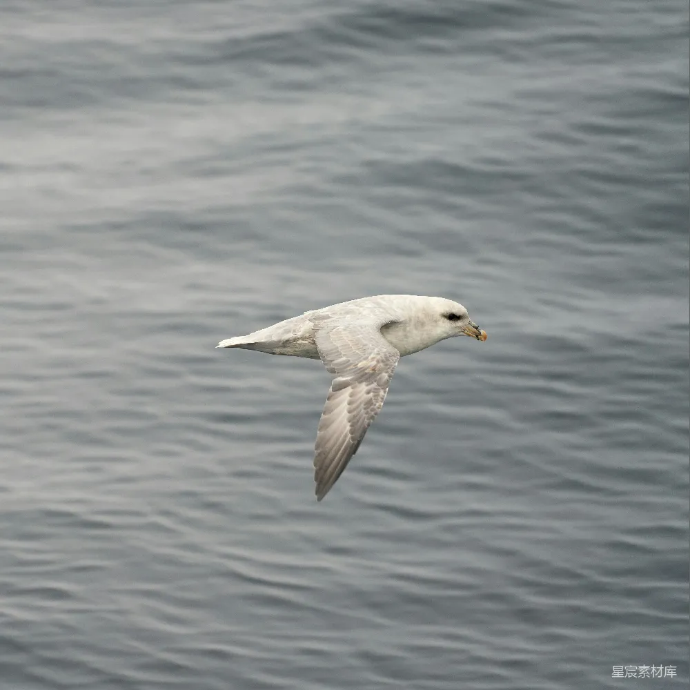 高清摄影 海鸥 飞翔 海洋 自然 野生动物 翱翔在海上的海鸥