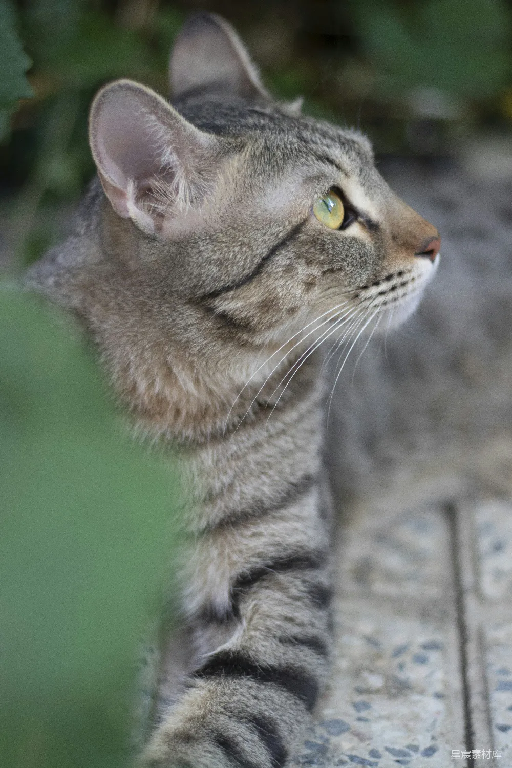 高清摄影 猫 自然 户外 野生动物 动物 专注的猫