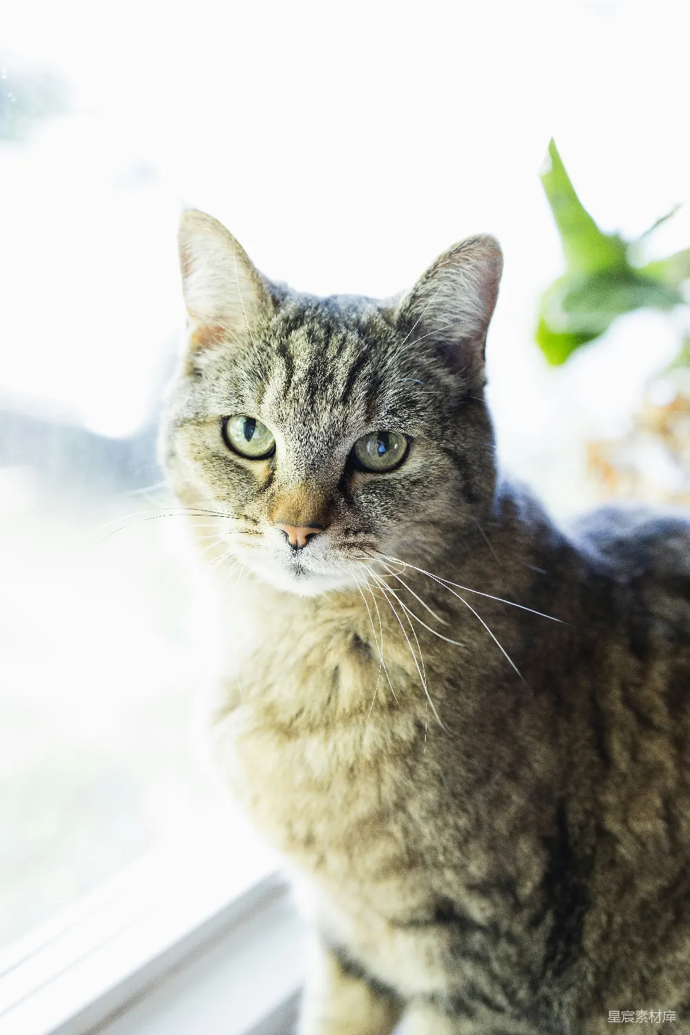 高清摄影 猫咪 宠物 静谧 自然 温馨 窗边的猫咪