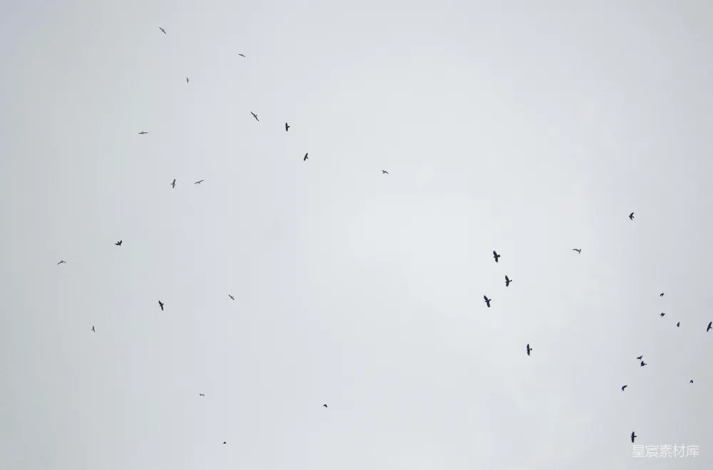 高清摄影 鸟类 自然 飞翔 宁静 天空 天空中的鸟群