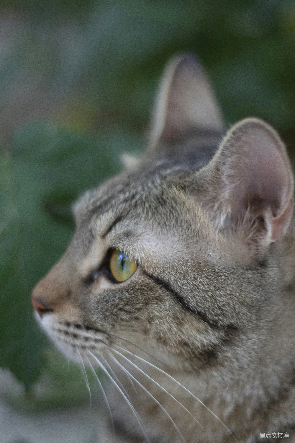 高清摄影 猫 特写 自然 动物 户外 专注的猫眼