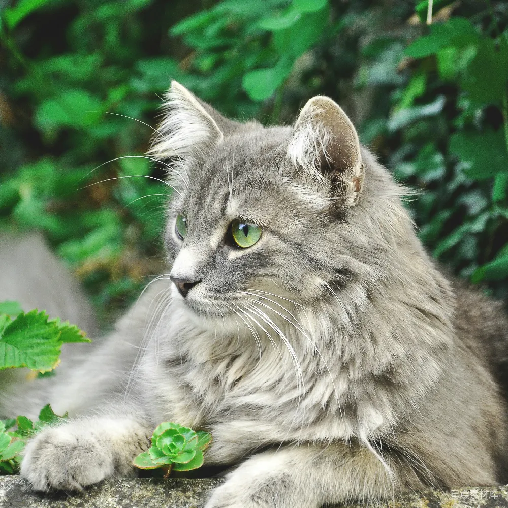 高清摄影 猫咪 绿眼 户外 自然 宠物 绿眼灰猫的宁静时光