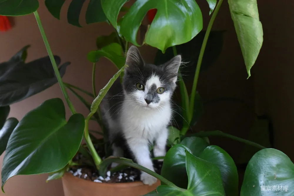 高清摄影 猫咪 绿植 温馨 自然 宠物 猫咪与绿植