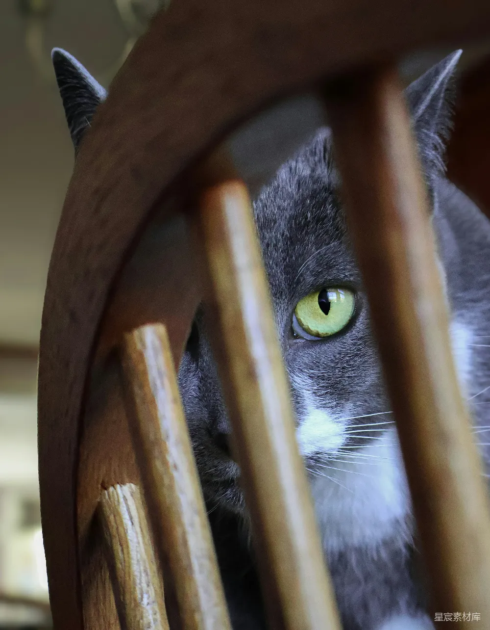 高清摄影 猫 眼神 木质 特写 动物 猫眼中的秘密