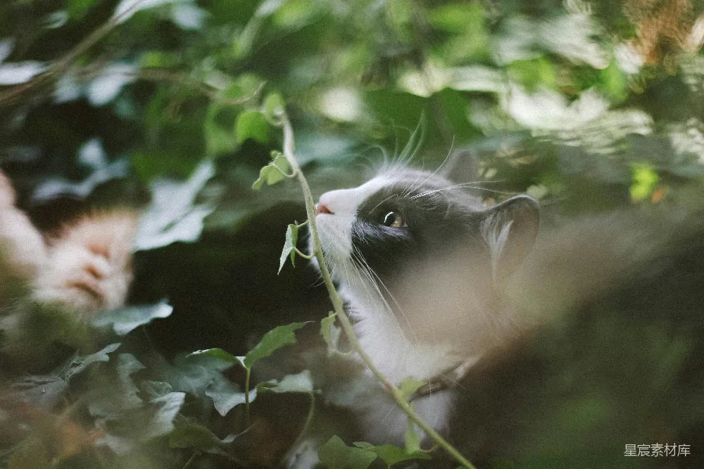 高清摄影 猫 自然 森林 探索 可爱 猫在绿叶中的探索