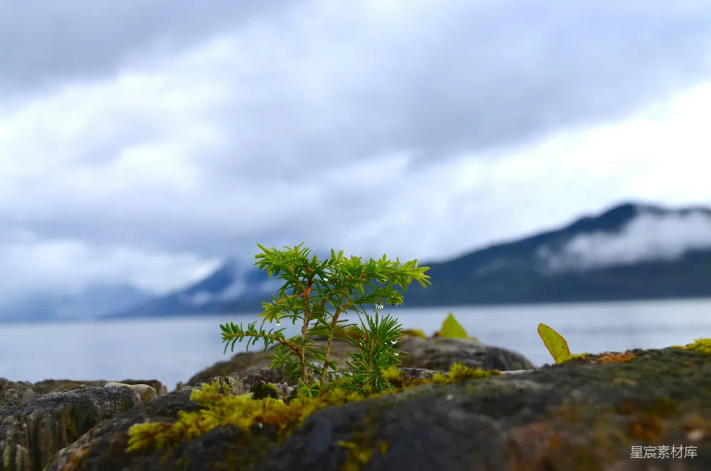 高清摄影 自然 风景 岩石 松树 山景 岩石上的小松树与远处的山
