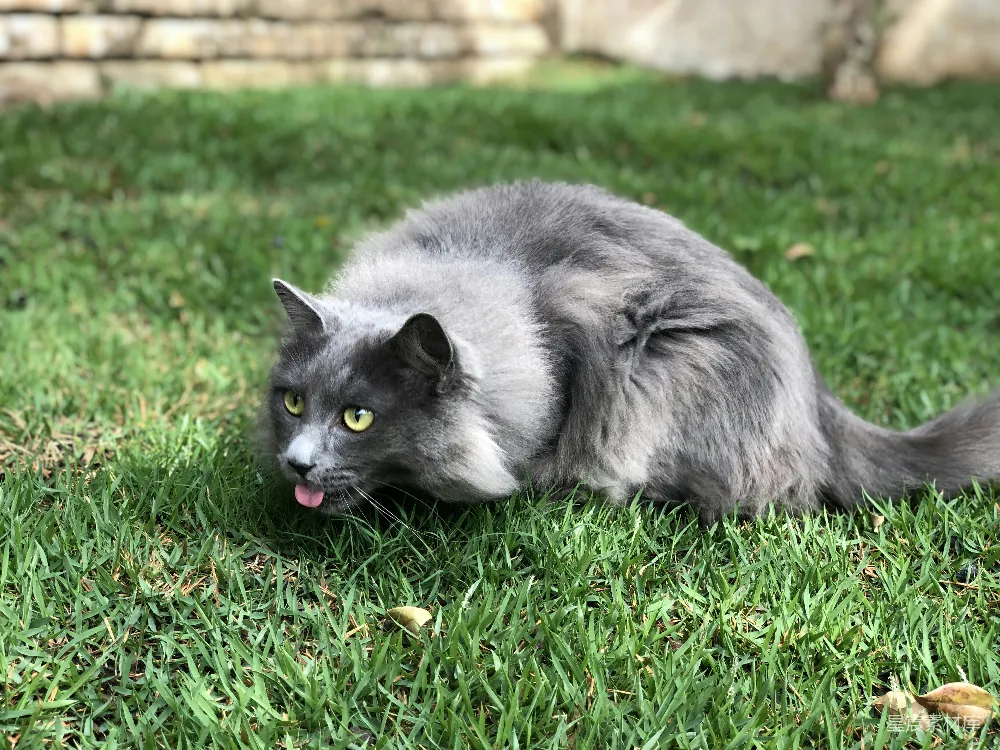 高清摄影 猫咪 户外 自然 慵懒 宠物 慵懒的猫咪在草地上晒太阳