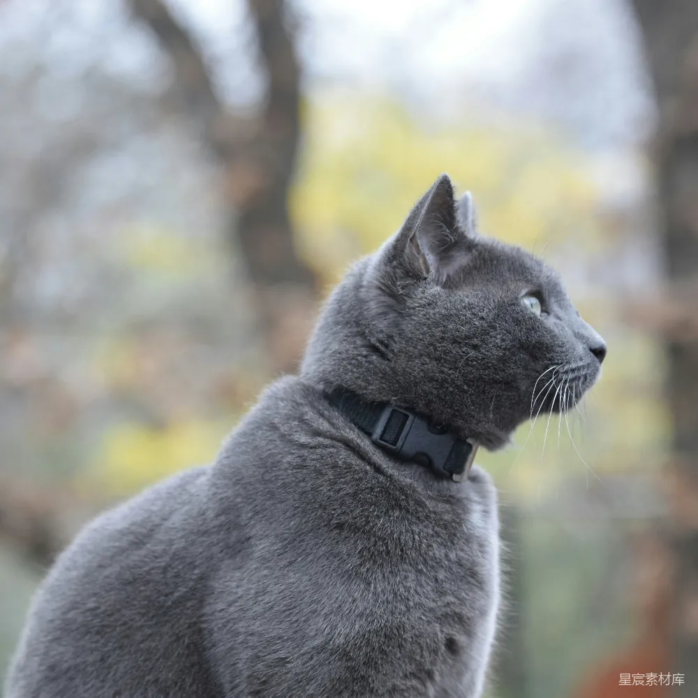 高清摄影 猫咪 侧脸 灰色 户外 宠物 灰色猫咪的侧脸特写