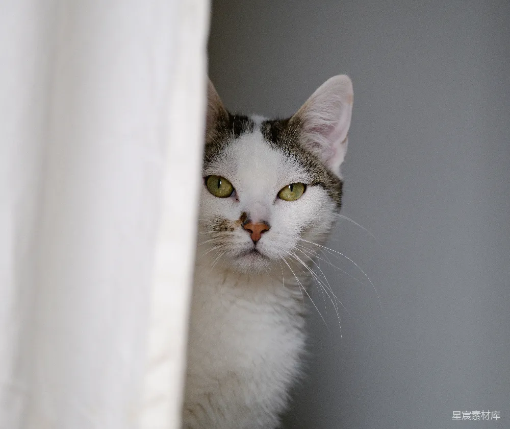 高清摄影 猫咪 可爱 眼神 动物 静谧 神秘猫眼