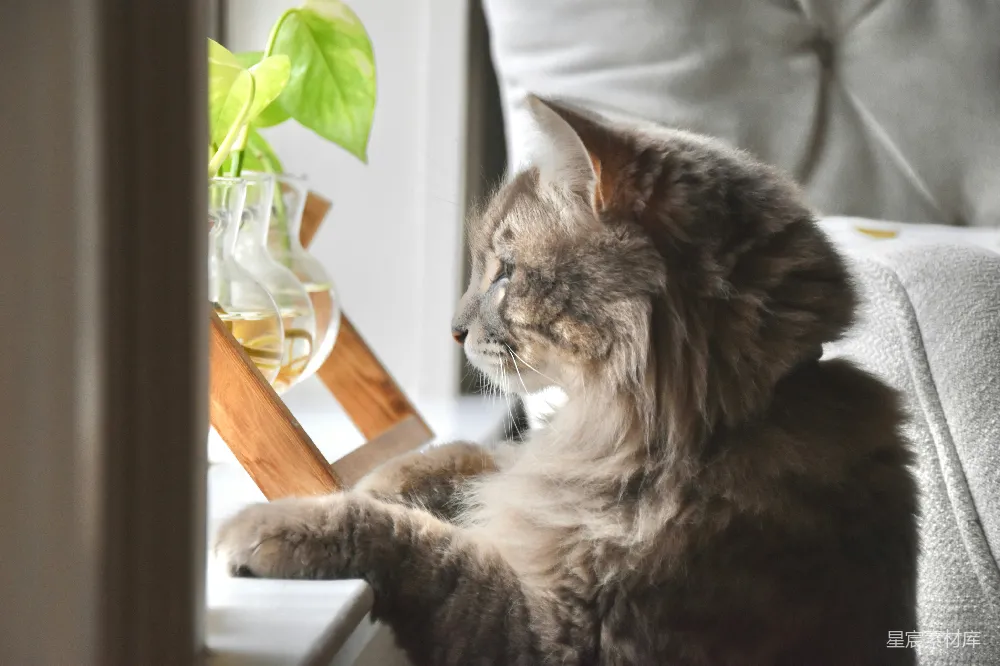 高清摄影 猫咪 静谧 自然 生活 宠物 窗边的猫咪