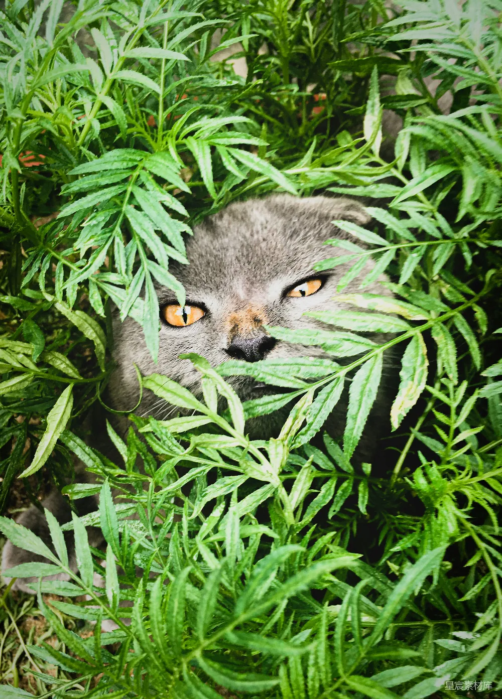 高清摄影 自然 动物 猫 隐藏 户外 藏匿于草丛中的神秘猫眼