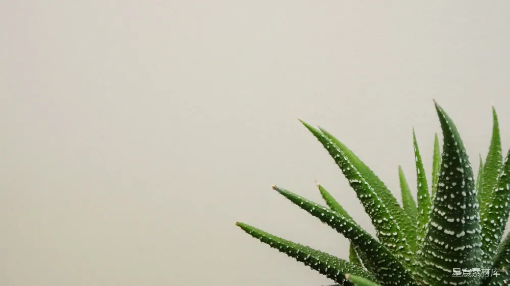 高清摄影 多肉植物 自然 清新 植物特写 室内装饰 清新多肉植物特写