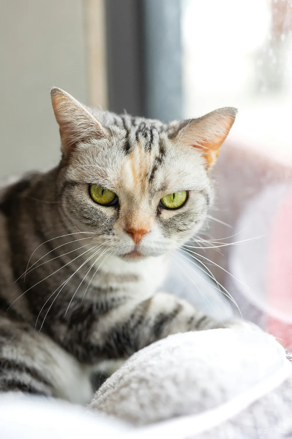 高清摄影 猫咪 自然光 宁静 宠物 室内 慵懒的午后：猫猫的宁静时光