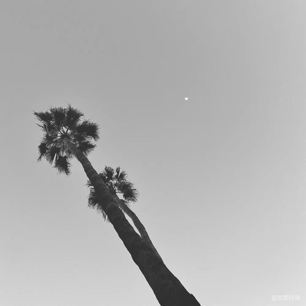 高清摄影 黑白摄影 自然景观 棕榈树 月牙 简约风格 黑白棕榈树与月牙