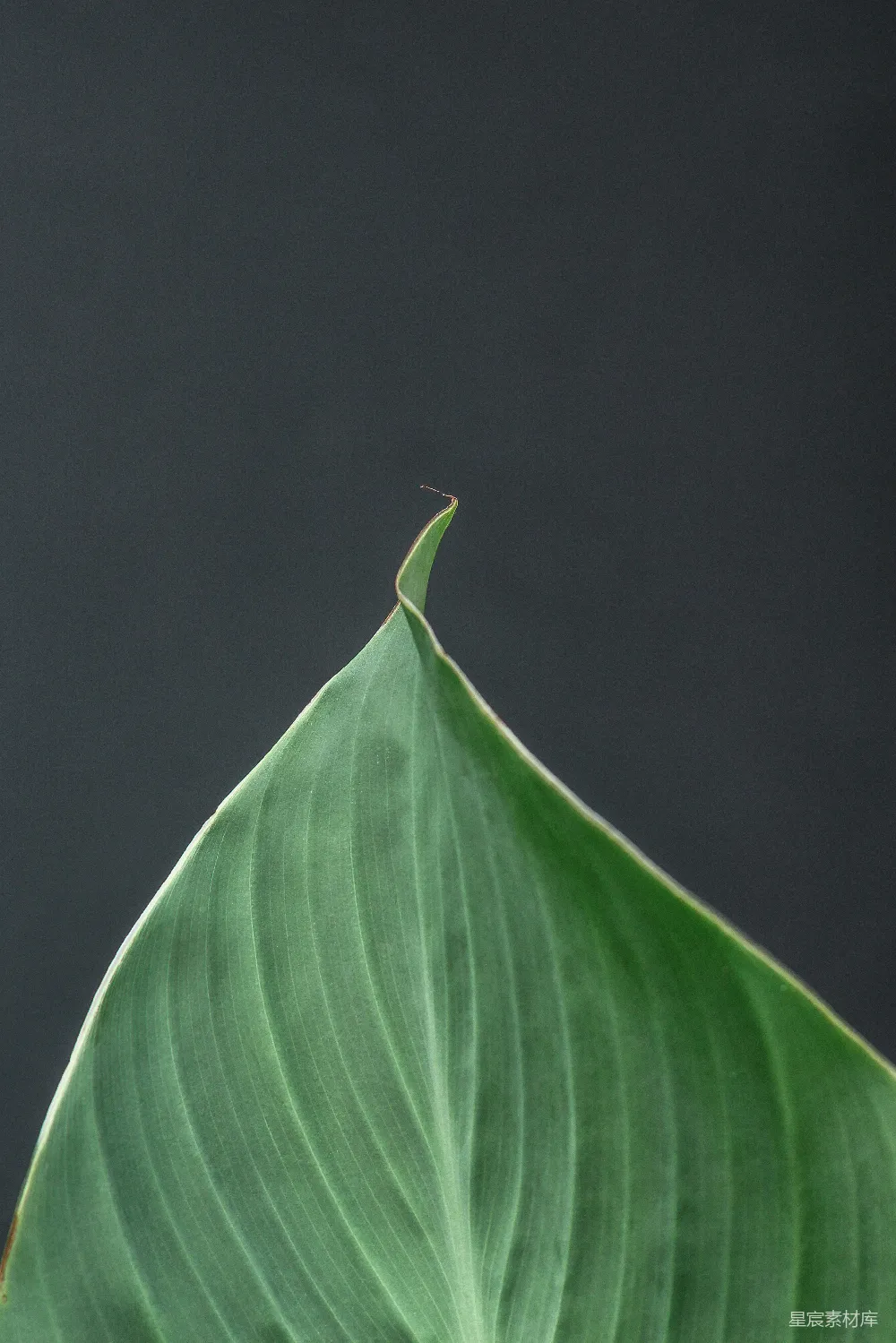 高清摄影 自然 植物 特写 绿色 细节 绿叶尖端特写