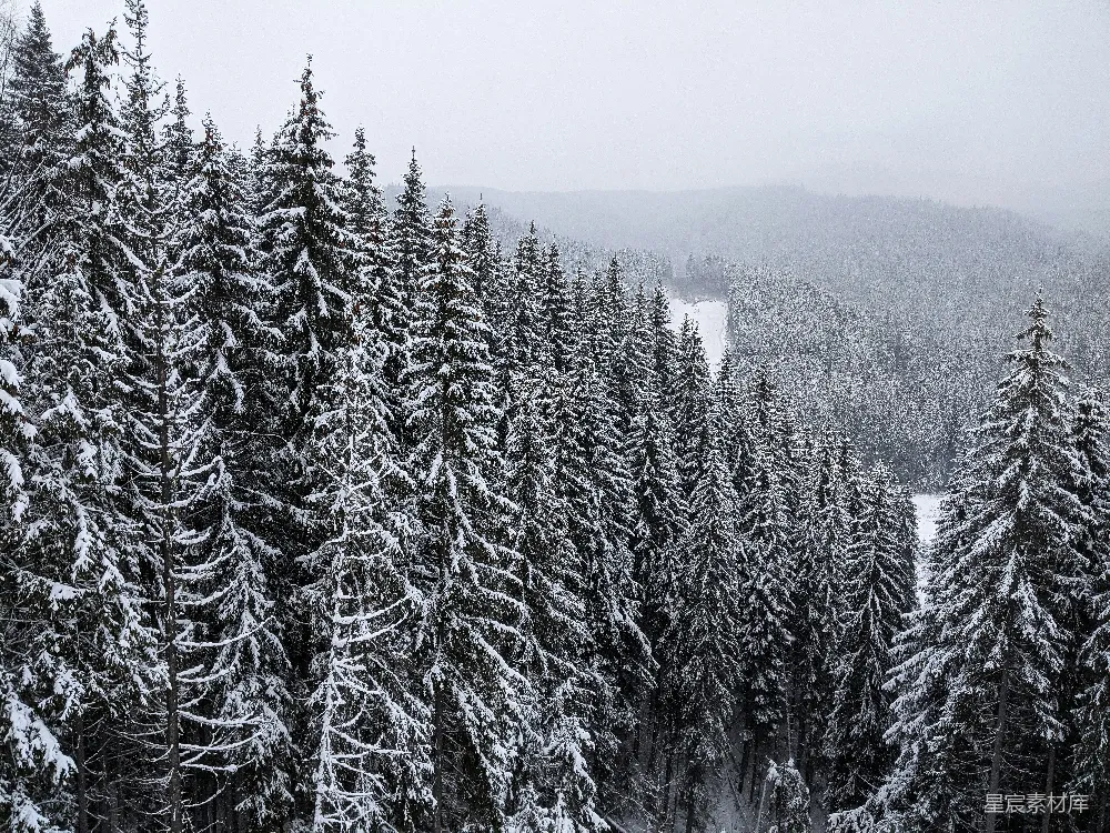高清摄影 森林 雪景 冬季 自然 宁静 雪后的松树林