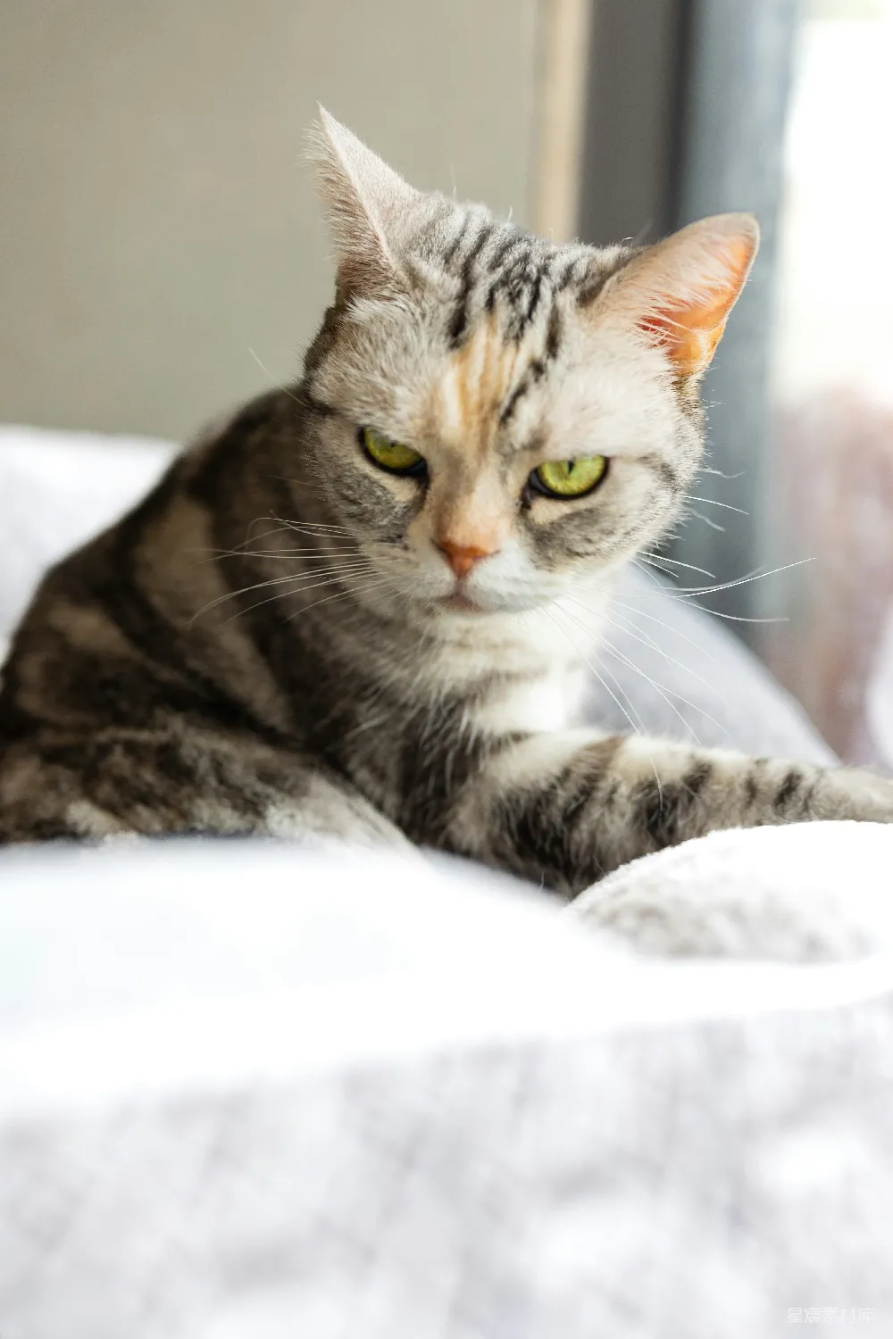 高清摄影 猫 宠物 阳光 室内 可爱 阳光下的小猫