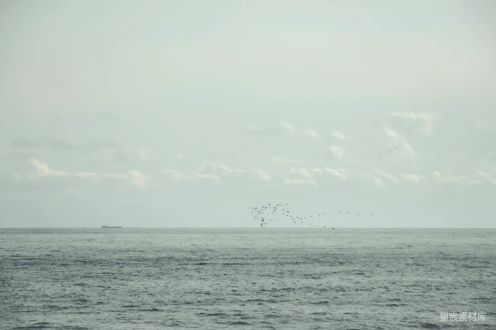 高清摄影 海景 自然 平静 旅行 风景 海鸥与平静的海面