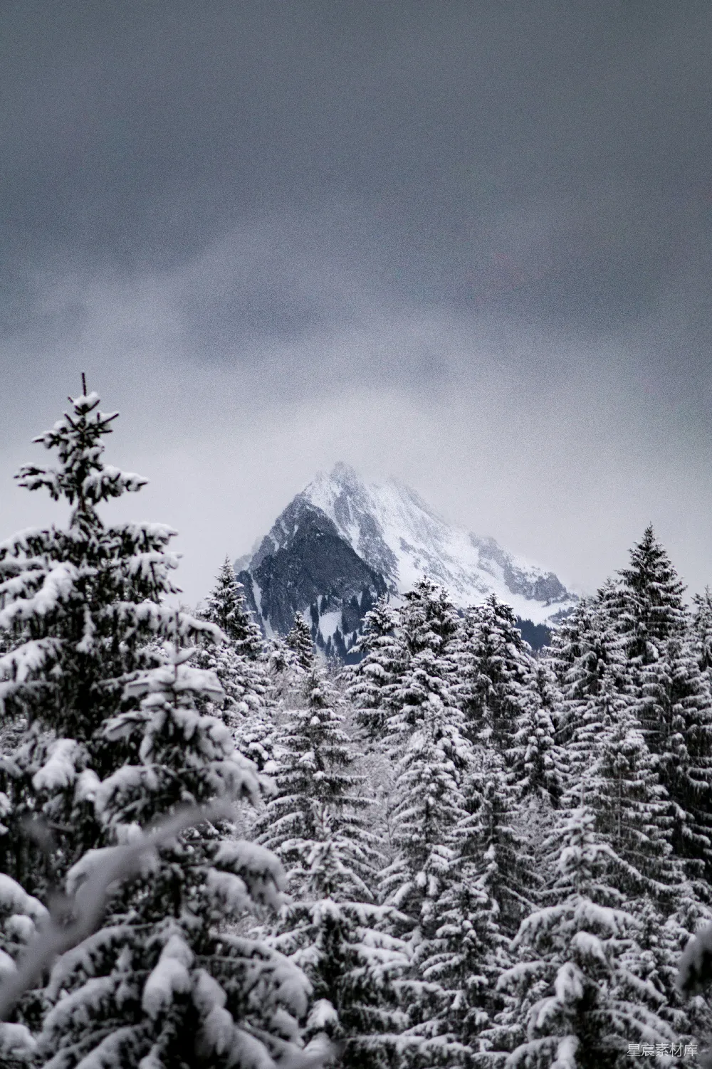 高清摄影 冬季 雪景 自然风光 森林 山脉 冬日雪景中的松树林