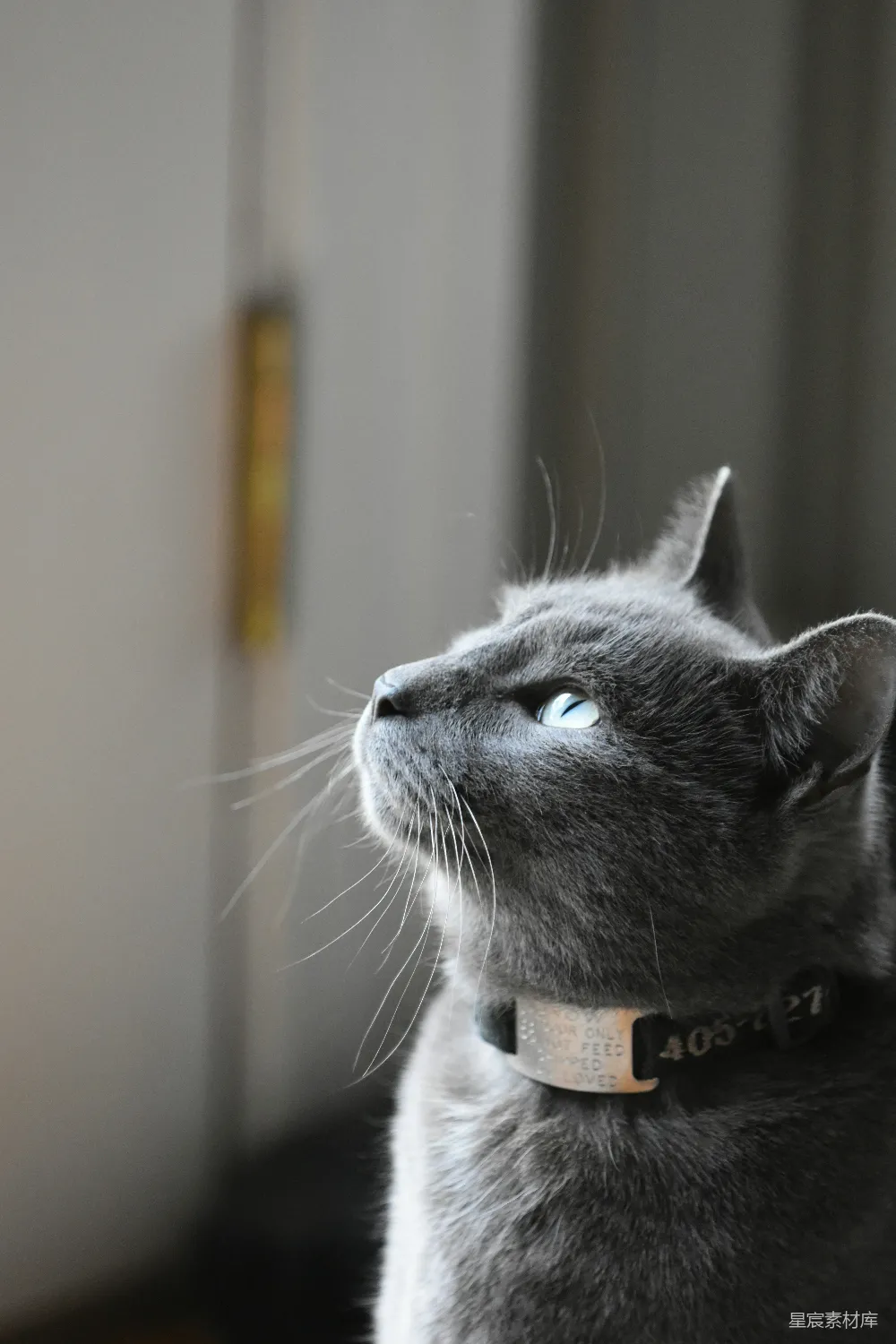 高清摄影 猫咪 宠物 肖像 动物 室内 蓝色眼睛的灰色猫咪