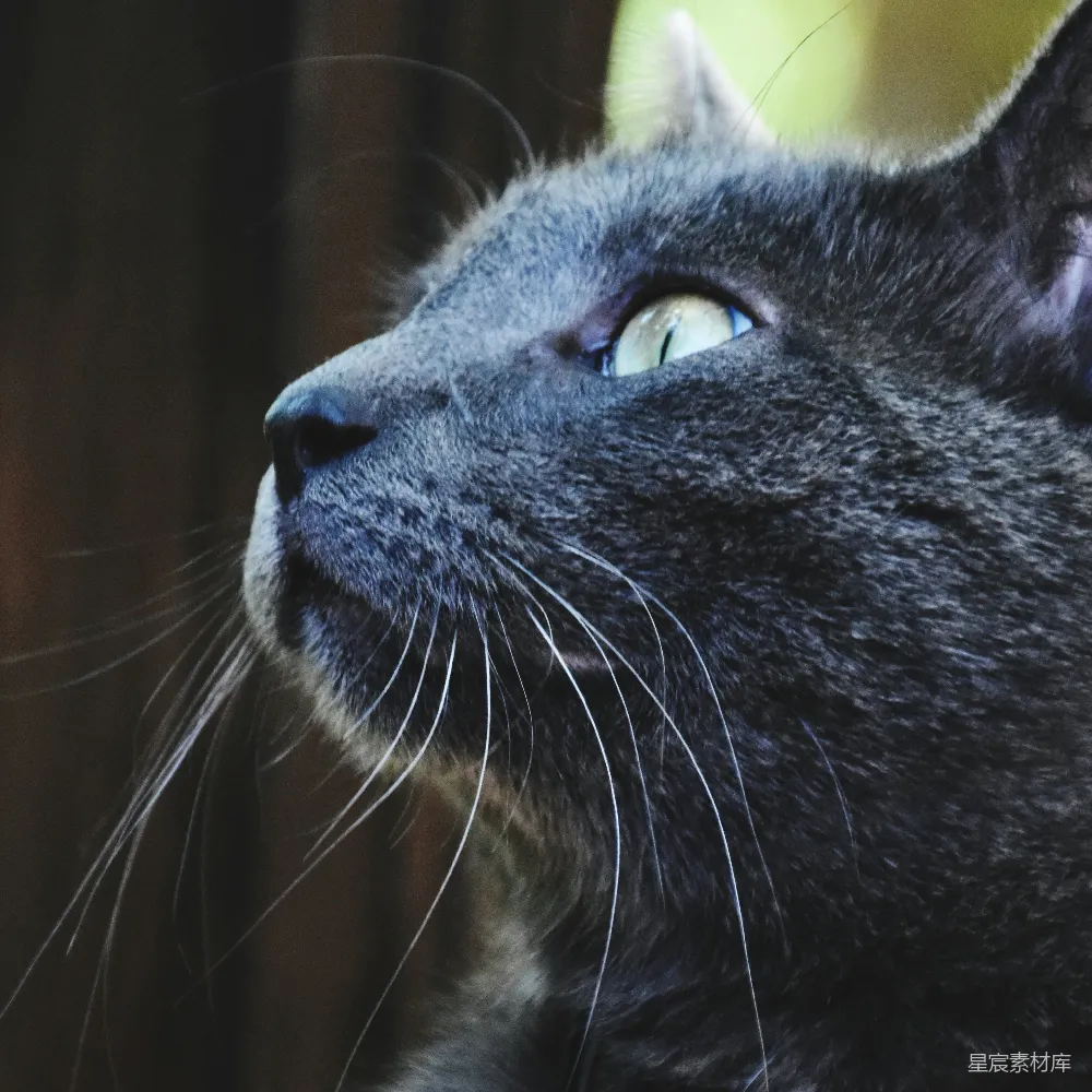 高清摄影 猫 特写 蓝色眼睛 动物 自然 深邃蓝眸的神秘猫头