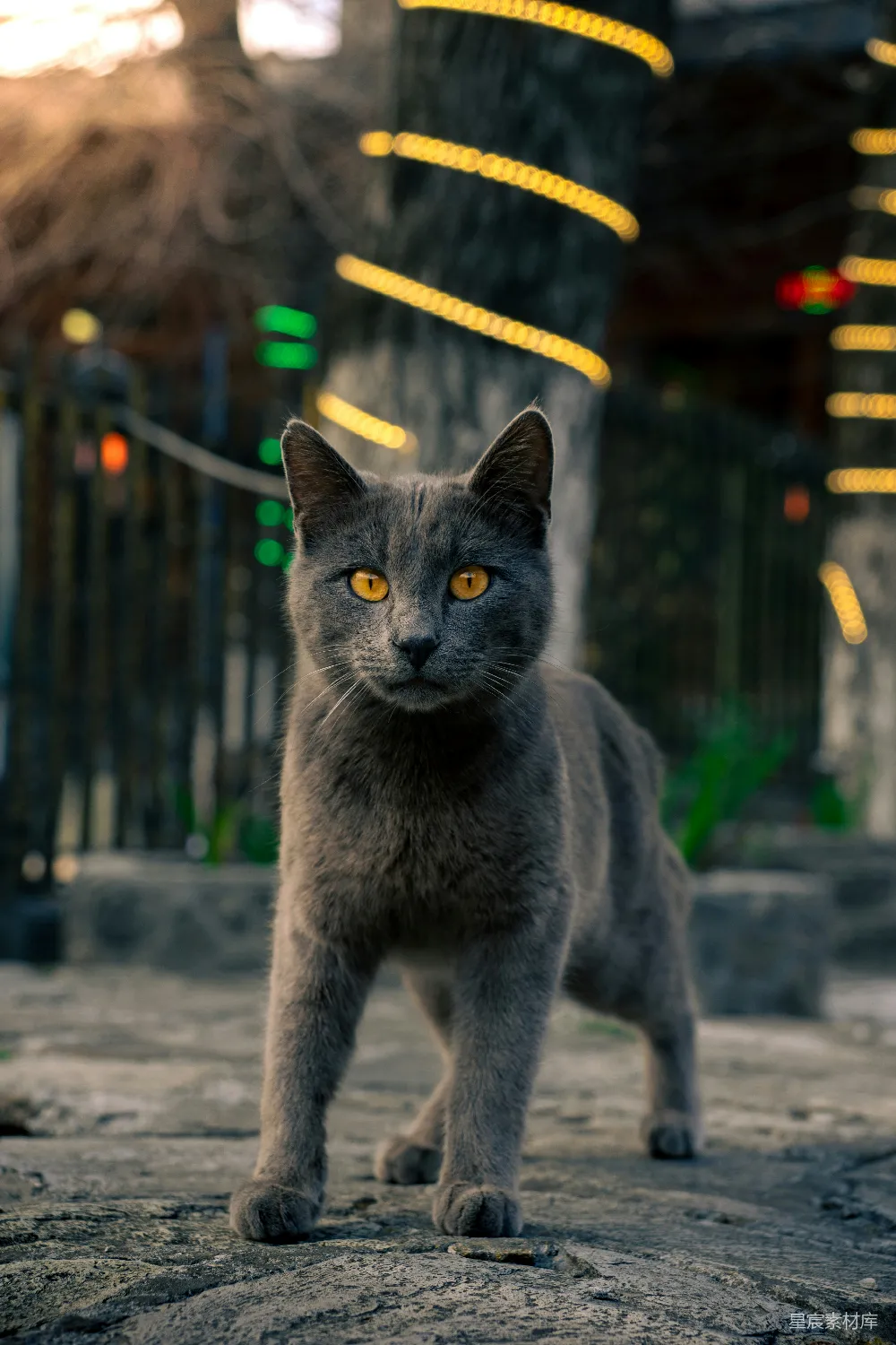 高清摄影 猫咪 夜景 自然 动物 夜间 夜幕下的神秘灰猫