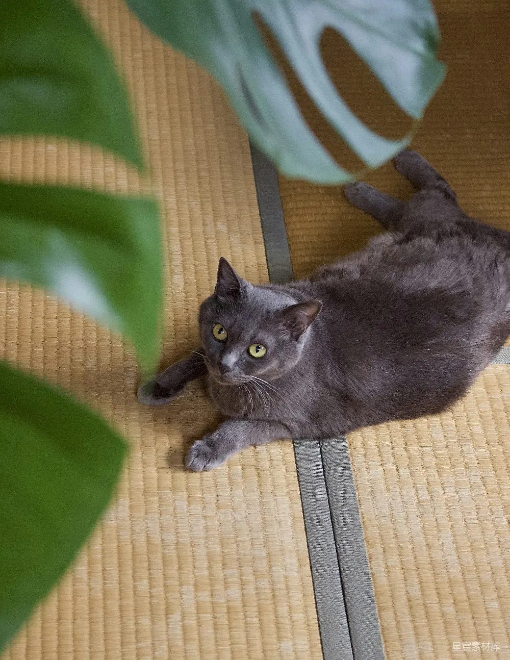 高清摄影 猫咪 榻榻米 宠物 生活场景 温馨 猫咪在榻榻米上的温馨时光